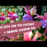 Peonias fucsia: belleza y color en tu jardín