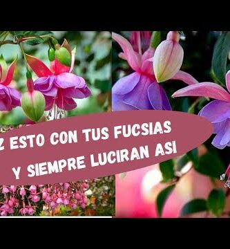 Peonias fucsia: belleza y color en tu jardín