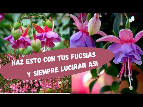 Peonias fucsia: belleza y color en tu jardín