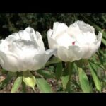 Descubre la belleza de la flor peonia: Todo sobre esta exquisita planta