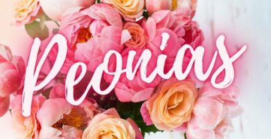 Peonías: Descubre las flores hermosas que enamoran