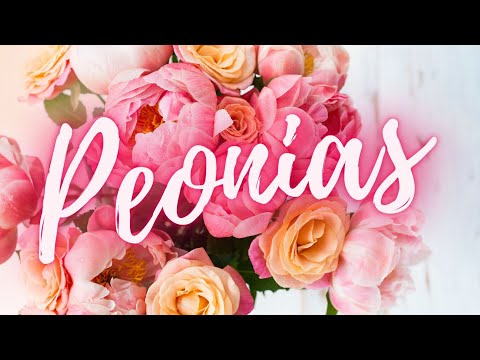 Peonías: Descubre las flores hermosas que enamoran