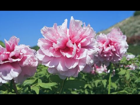 Peonias y girasoles: la combinación perfecta de flores