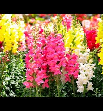 Peonias naturales: la belleza floreciente en tu jardín