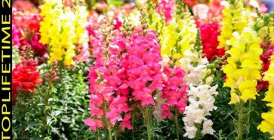 Peonias naturales: la belleza floreciente en tu jardín