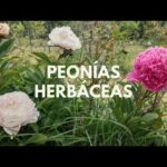 Hojas de peonias: Descubre su belleza y cuidados